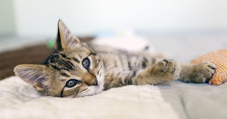 Premium Natural Food For Your Dog and Cat