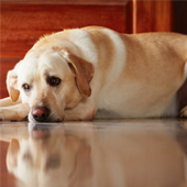 link to Preventing and Treat Pet Anxiety