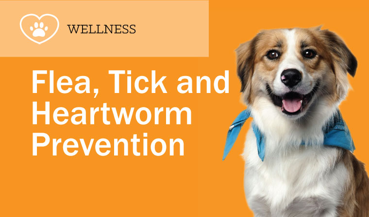 Flea, Tick and Heartworm Prevention
