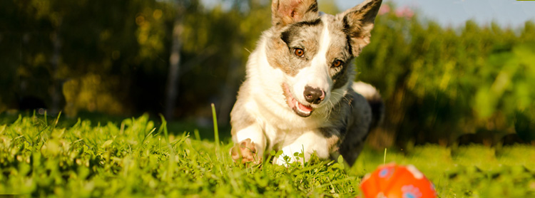 Giardia in Dogs