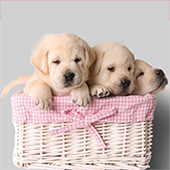 Puppy Care Checklist