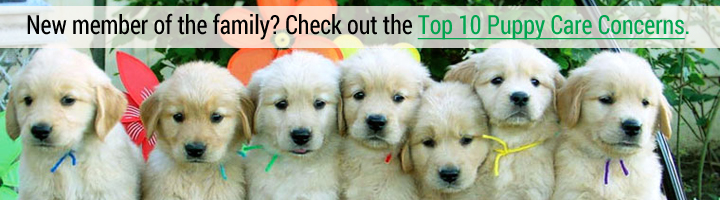 New member of the family? Check out the Top 10 Puppy Care Concerns?