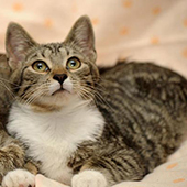 link to Relax With Your Cat