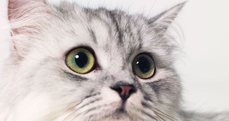 Top 10 Places to Take Your Pet on the West Coast