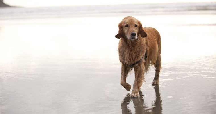 Top 10 Places to Take Your Pet on the West Coast