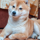 link to My Dog has Fleas: How Do I Get Rid Of Them?