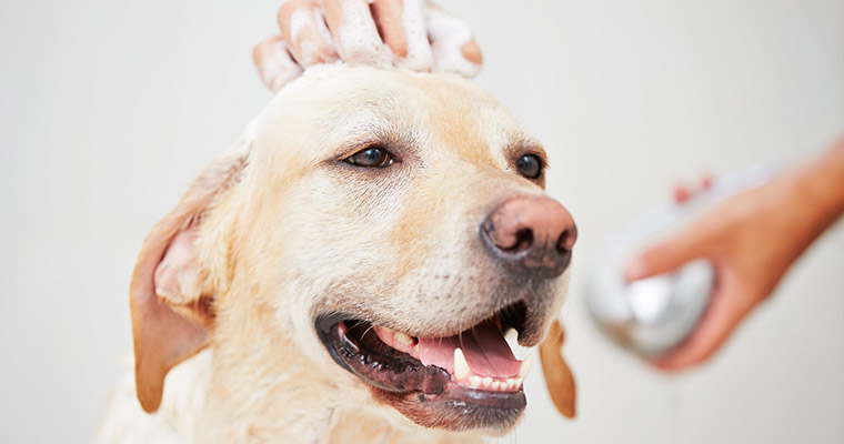 A image of a dog