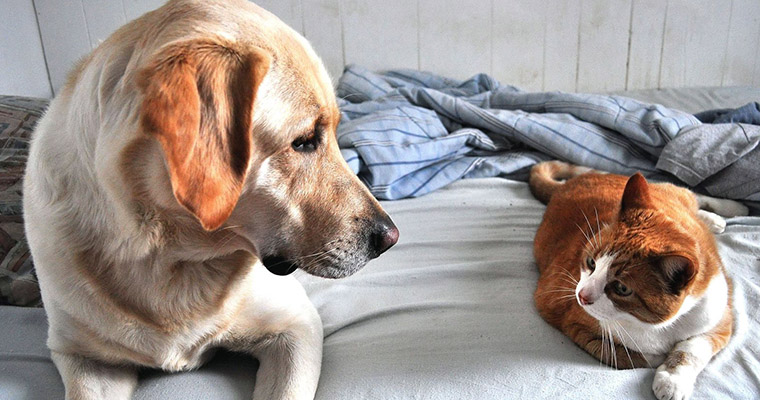 A image of a dog and a cat look at each other 