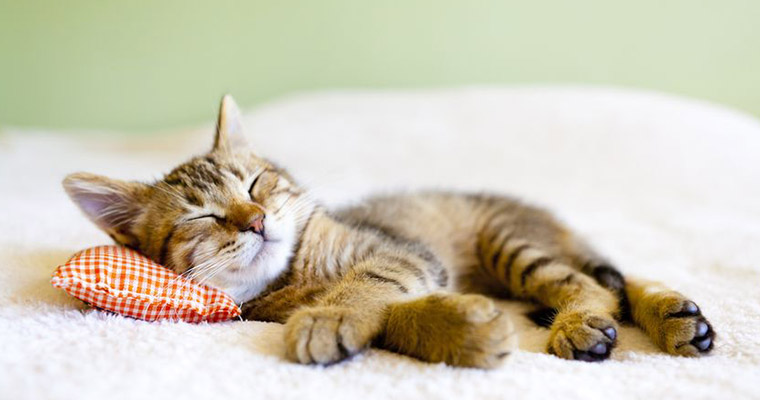 A image of a cat sleeping