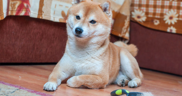 A image of a dog sitting on the floor