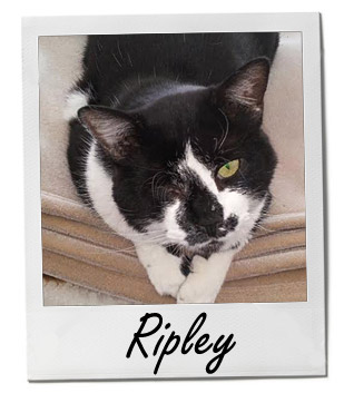 Pet of the Week photo