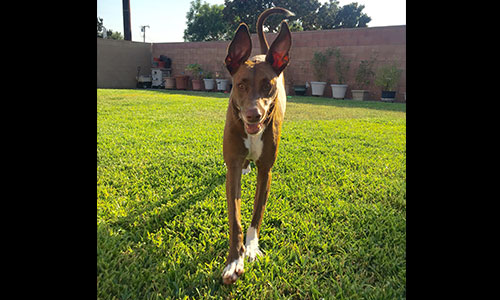 Pet of the Week