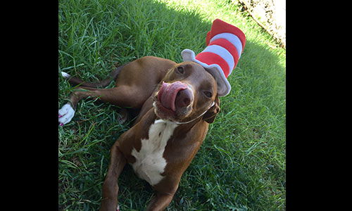 Pet of the Week
