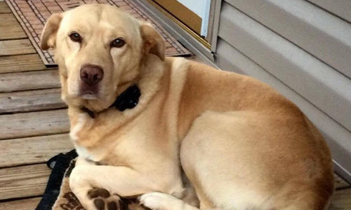 Pet of the Week