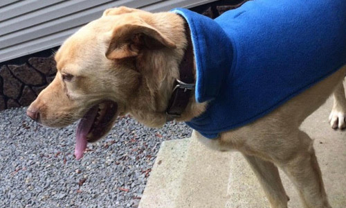 Pet of the Week