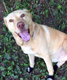 Pet of the Week