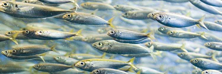 Supplements for pets with hip and joint problems