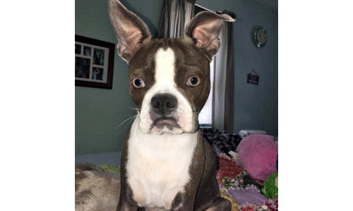 Pet of the Week