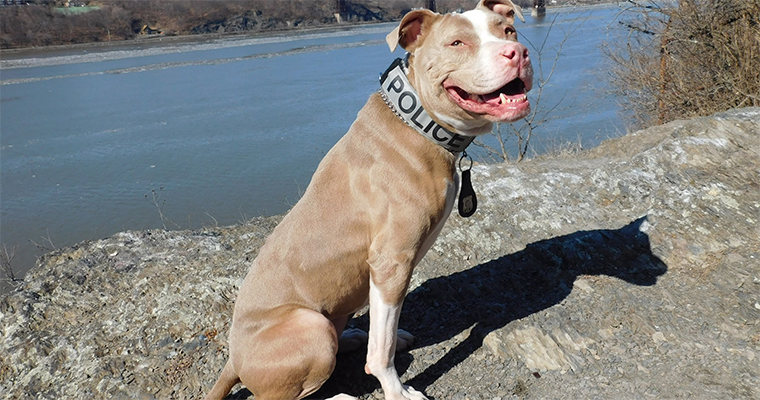 Top 10 Places to Take Your Pet on the West Coast