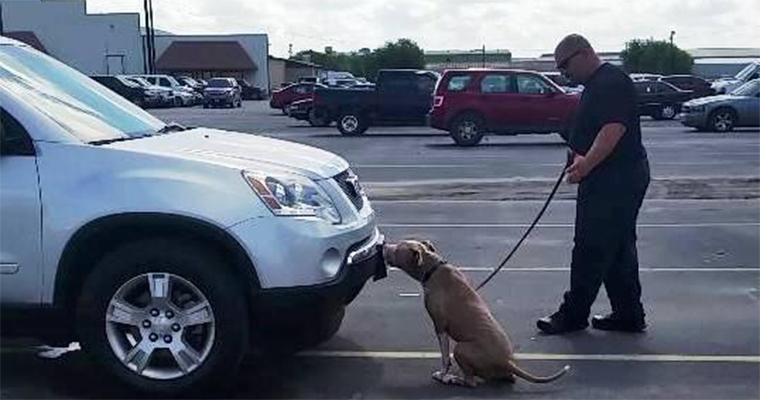 Top 10 Places to Take Your Pet on the West Coast