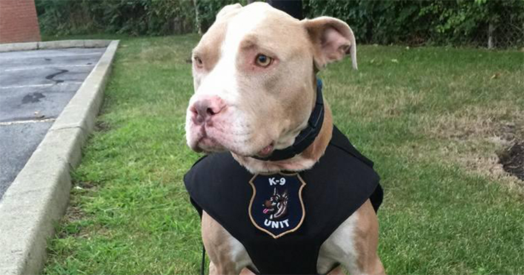 Top 10 Places to Take Your Pet on the West Coast