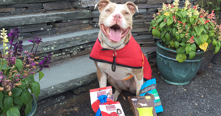 Top 10 Places to Take Your Pet on the West Coast