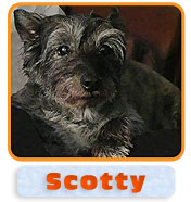 Scotty