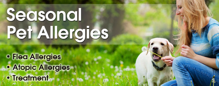 Seasonal Pet Allergies