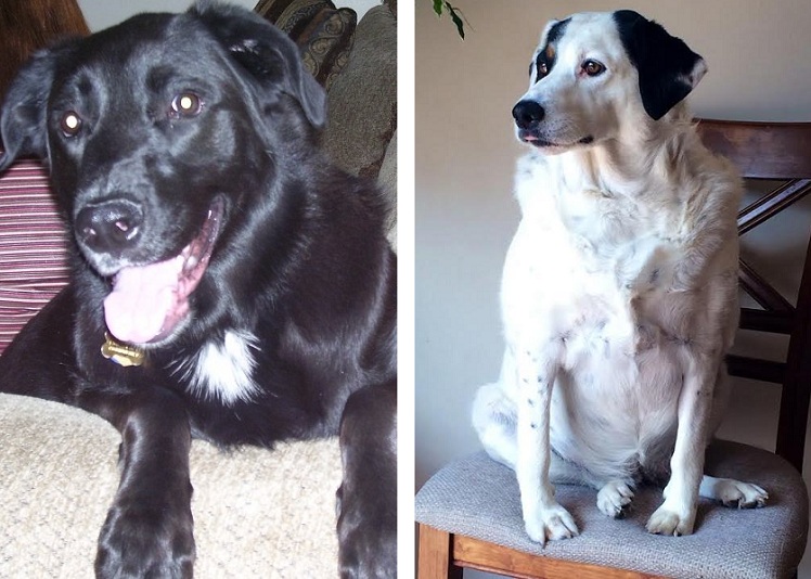 Shadow & Milo