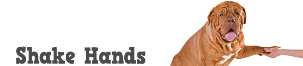 Shake Hands Trick