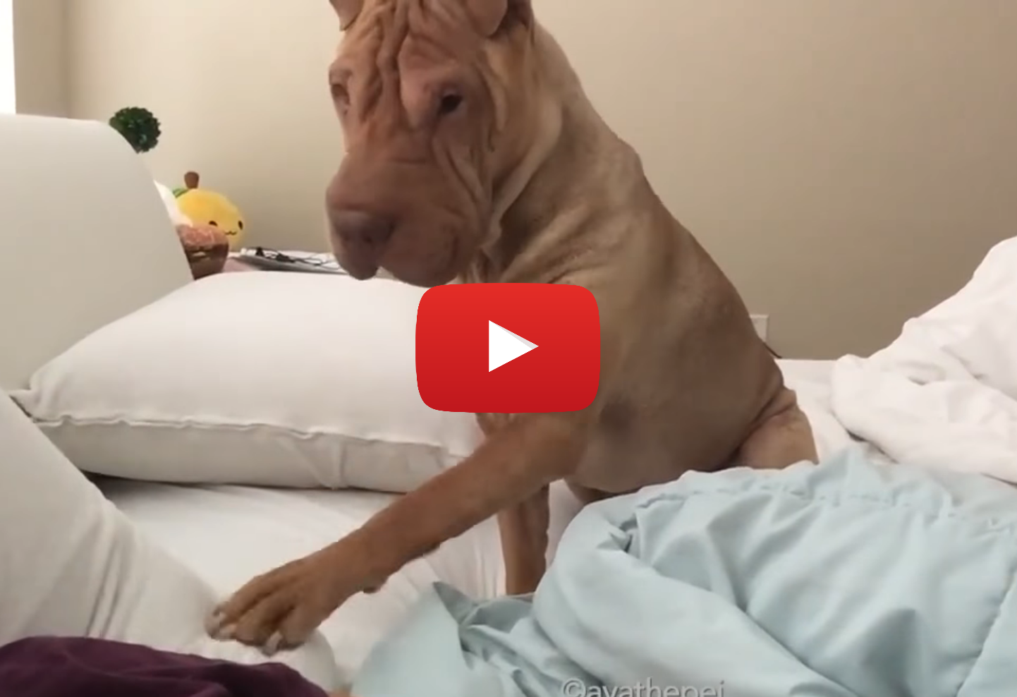 Shar Pei wakes up her human