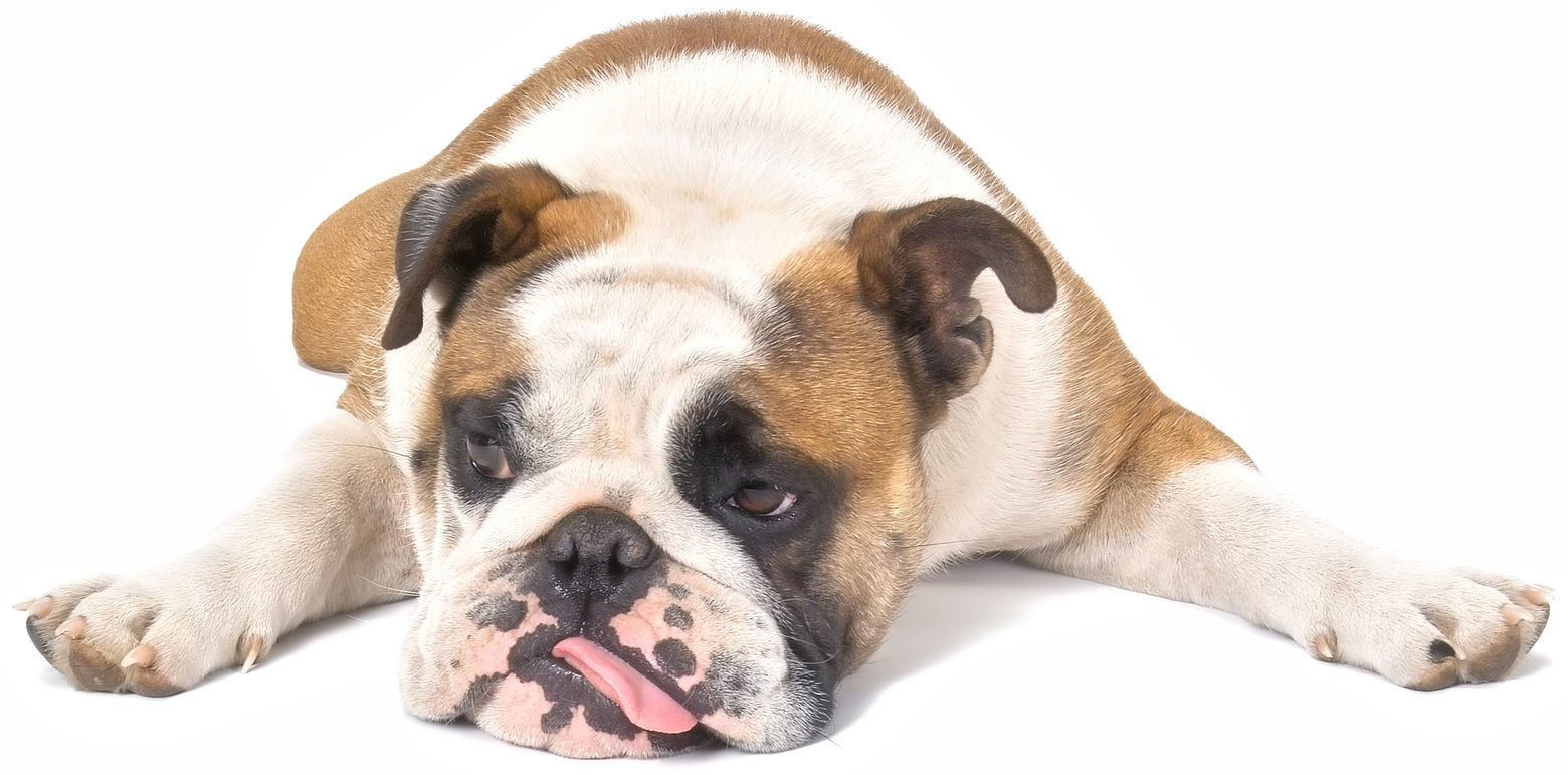 Canine Flu Epidemic Chicago