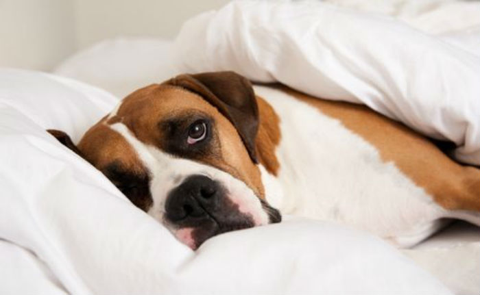 Sick Dog