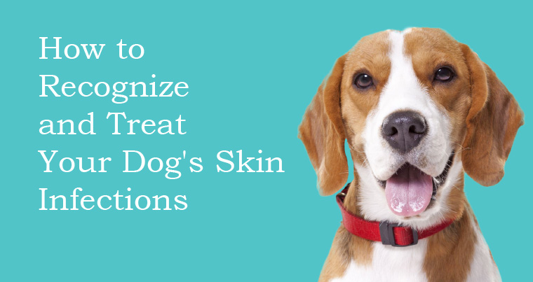 How to Recognize and Treat Your Dog's Skin Infections
