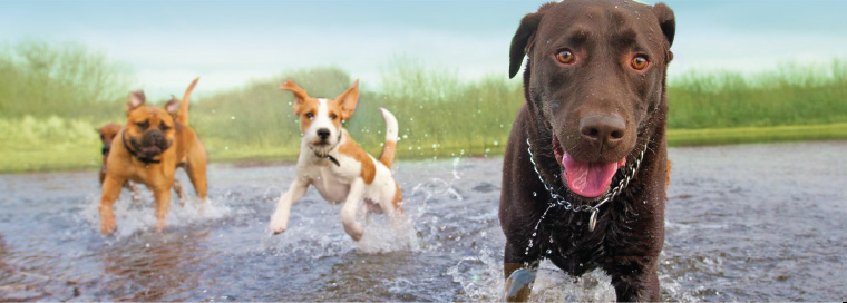 Dermatitis in dogs