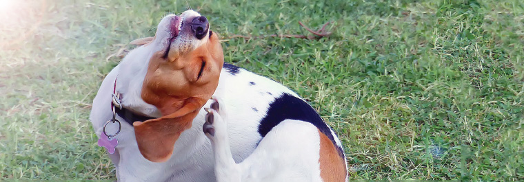 Supplements for pets with hip and joint problems