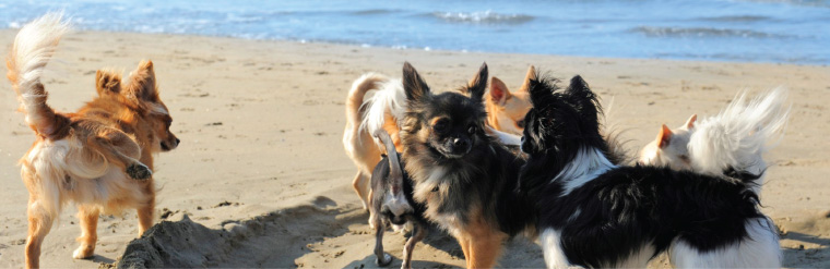 Supplements for pets with hip and joint problems