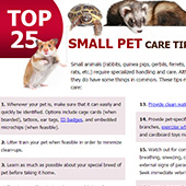 link to
Small Pet Care Tips
