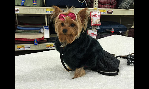 Pet of the Week