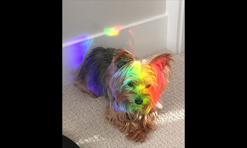 Pet of the Week