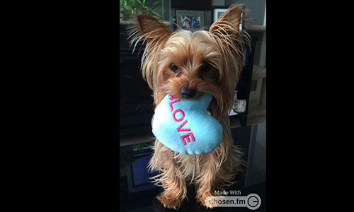 Pet of the Week
