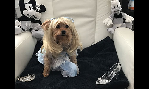 Pet of the Week