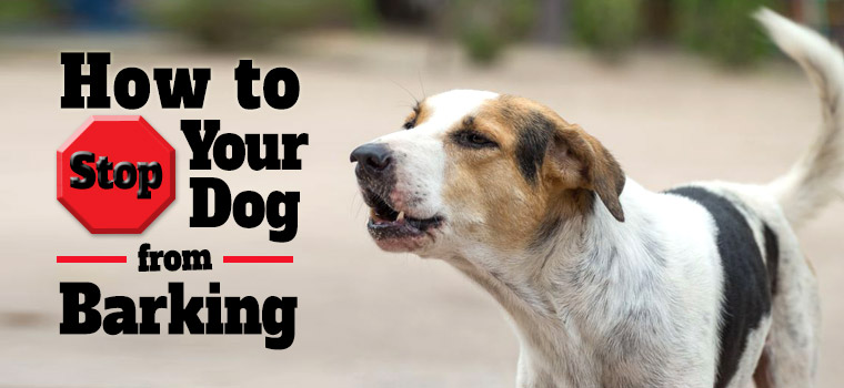 How to stop your dog from barking