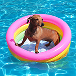 Know These 5 Summer Pet Care Tips