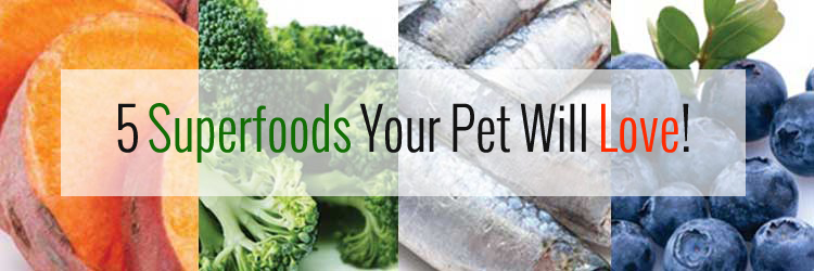 5 Superfoods Your Pets Will Love