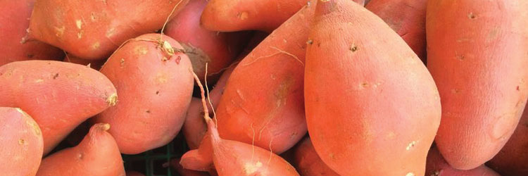 Supplements for pets with hip and joint problems