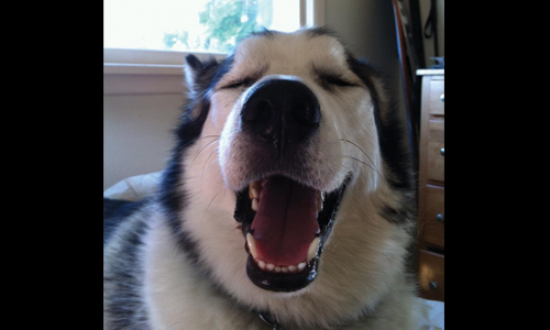 Pet of the Week