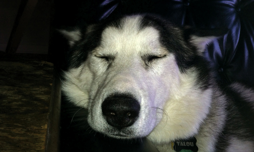 Pet of the Week