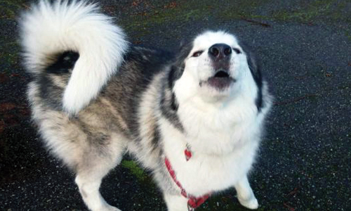 Pet of the Week
