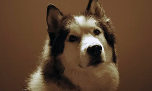 Pet of the Week